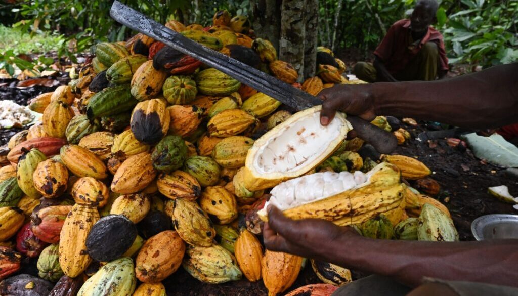 Cocoa-Farmers-scaled